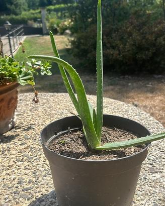 Aloe vera