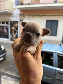 Bouldog francese esotico