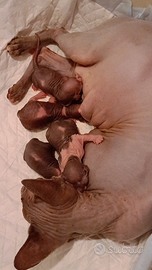 Cuccioli di sphynx