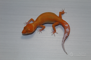 Geco leopardino