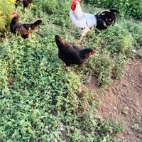 Galline