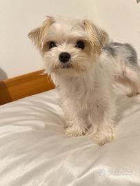 Cucciolo di morkie