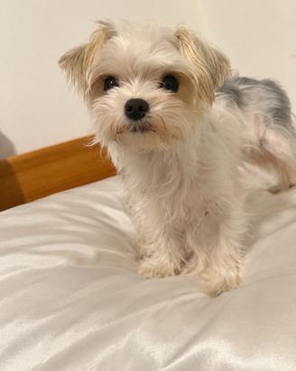 Cucciolo di morkie