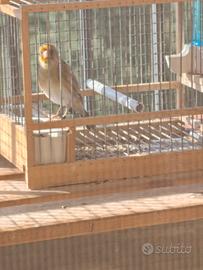 Ibrido di cardellino