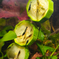 Caridine Wild - pacchetto 15 esemplari