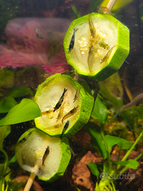 Caridine Wild - pacchetto 15 esemplari