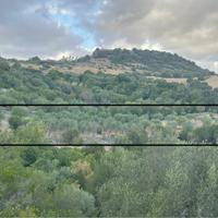 Terreno con piante di olivo