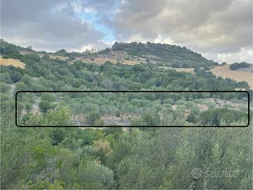 Terreno con piante di olivo