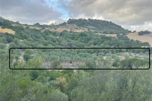 Terreno con piante di olivo