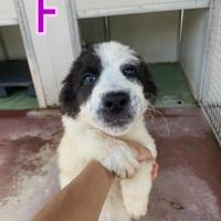 Cucciolo pastore maremmano mix border collie