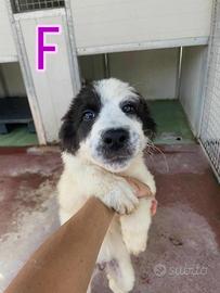 Cucciolo pastore maremmano mix border collie