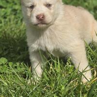 Siberian Husky