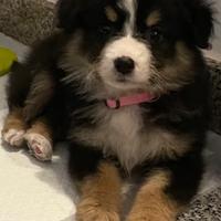 Cucciola border collie