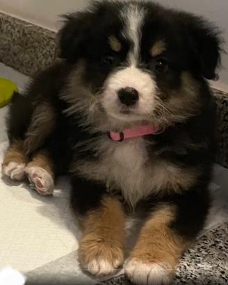 Cucciola border collie