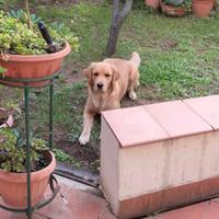Golden Retriever linea americana con pedigree