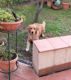 Golden Retriever linea americana con pedigree