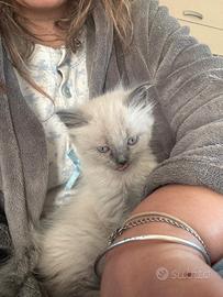 Cuccioli di gatto