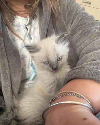 Cuccioli di gatto