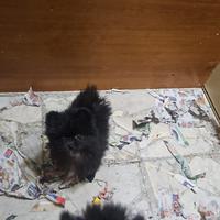 Meravigliosa cucciola di spitz pomerania