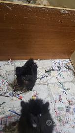 Meravigliosa cucciola di spitz pomerania