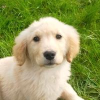 Golden retriever femmina