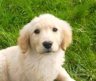 Golden retriever femmina