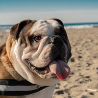 Bulldog Inglese