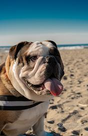 Bulldog Inglese