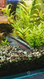 Pesci tropicali pelvicachromis pulcher maschio