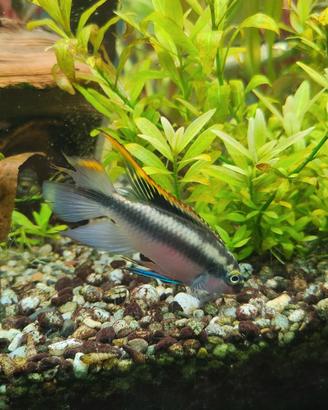 Pesci tropicali pelvicachromis pulcher maschio