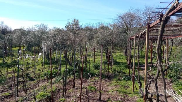 Vigna In Sardegna (Miuddinu) Macomer NU