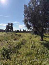 Terreno agricolo - Carovigno