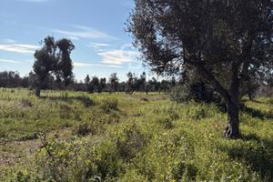 Terreno agricolo - Carovigno