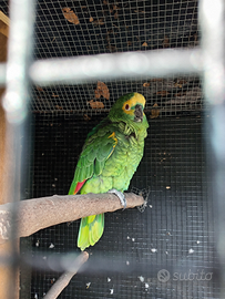 Maschio amazzone fronte blu 19