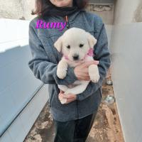 Cuccioletta meravigliosa 2 mesi e mezzo in adozion