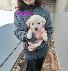 Cuccioletta meravigliosa 2 mesi e mezzo in adozion