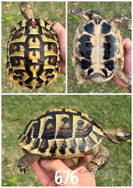 Maschio Testudo hermanni boettgeri tartaruga terra