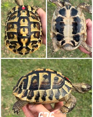 Maschio Testudo hermanni boettgeri tartaruga terra