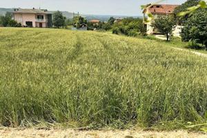 Terreni agricoli con fabbricato - Dogliani
