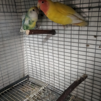 Inseparabili