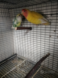 Inseparabili