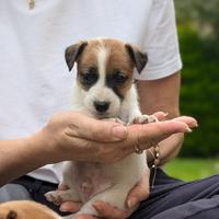 Cucciolo jack Russell
