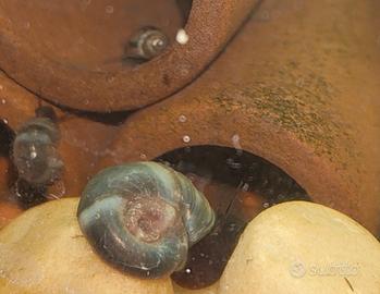 mix 6 Planorbarius Blu Marrone Lumache acquario 