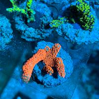 Corallo Montipora Bubblegum