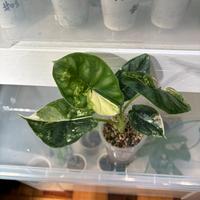 Alocasia dragon scale albo variegata + heatpack