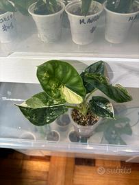 Alocasia dragon scale albo variegata + heatpack