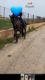 cavalla frisone 