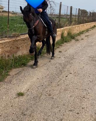 cavalla frisone 