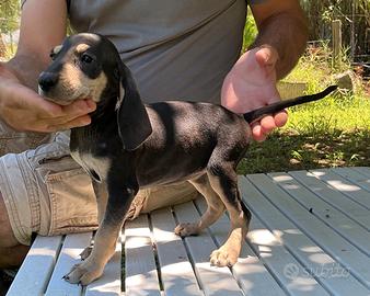 Cuccioli Segugio Italiano ENCI - Alta genealogia