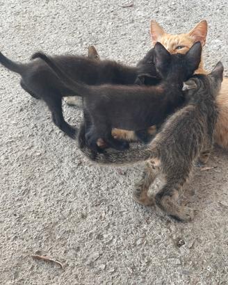 Gattini neri e tigrati